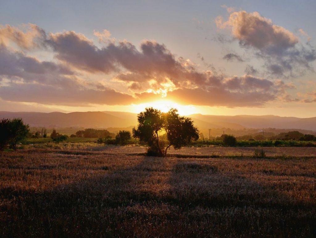 Arbol con puesta de sol en el centro
