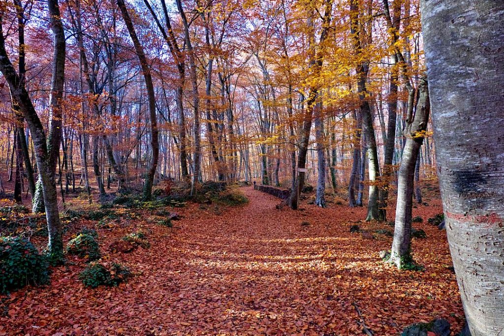 Bosque de La Fageda de lémporda