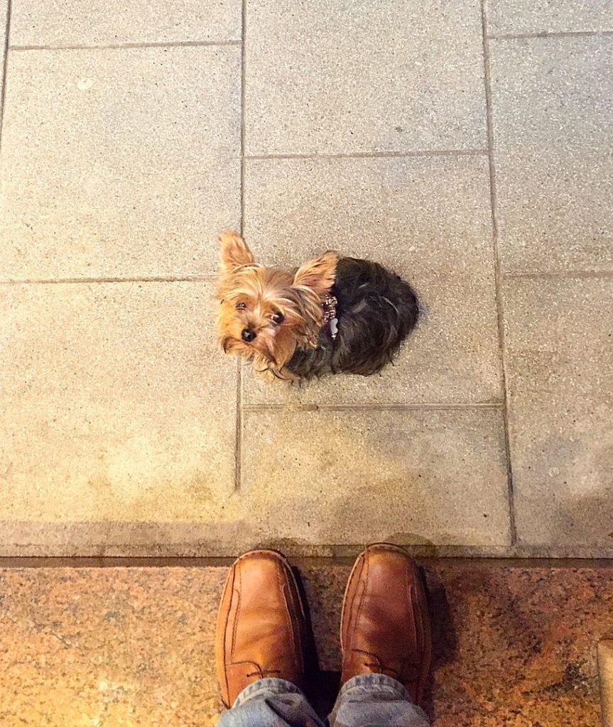 Perro Yorkshire Terrier
